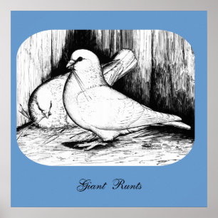 Poster Géant Runt Pigeons