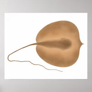 Poster Géant Stingray d'eau douce
