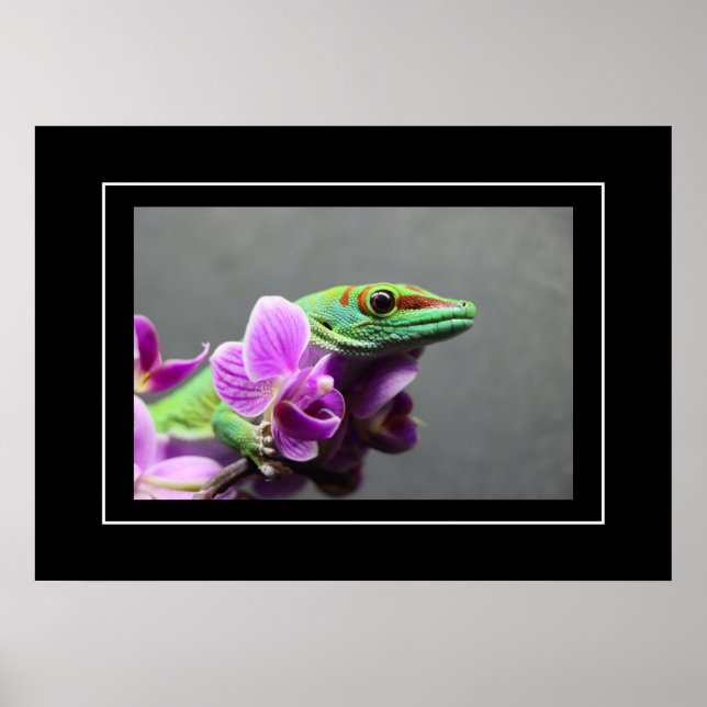 Poster Gecko (Vorne)