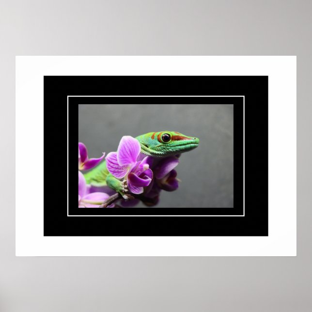 Poster Gecko (Vorne)