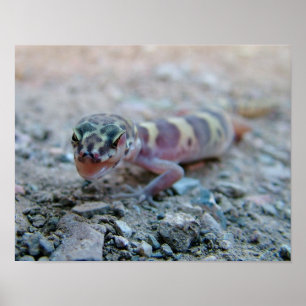 Poster Gecko Bandré Licking Eye