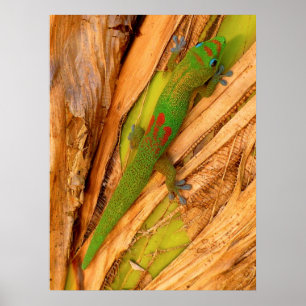 Poster Gecko de la poussière d'or