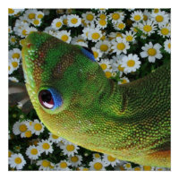 Gecko hawaïen