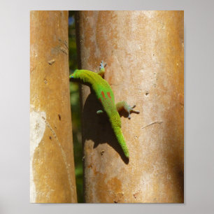 Poster Gecko hawaïen sur goyave