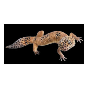 Poster Gecko léopard