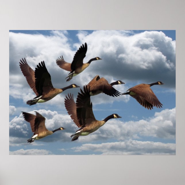 POSTER GEESE (Devant)