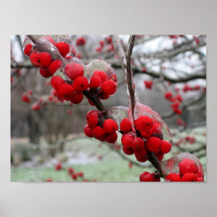 Poster Gel d'hiver et glace sur les baies rouges