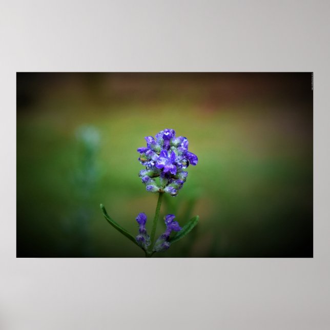 Poster Gel hivernal, (Devant)