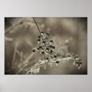 Poster Gel hivernal,