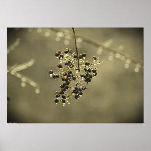 Poster Gel hivernal,