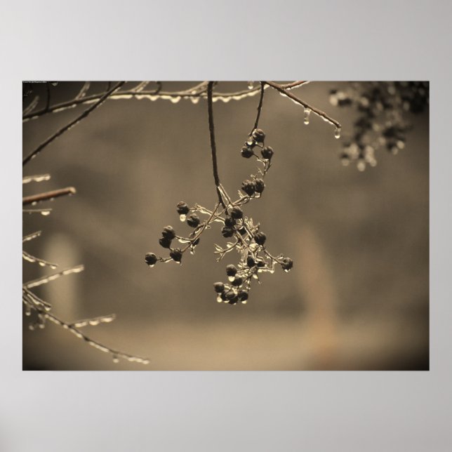 Poster Gel hivernal, (Devant)