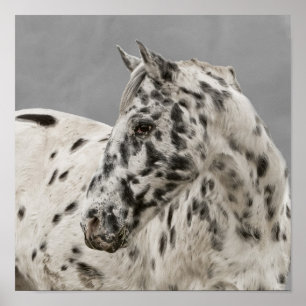 Poster Gélange d'appaloosa étourdissante