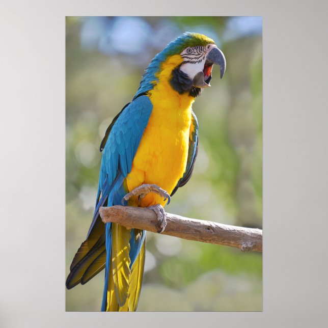 Poster Gelbbrustara macaw sur perche (Devant)