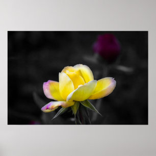 Poster Gelbe Rose Fotografie