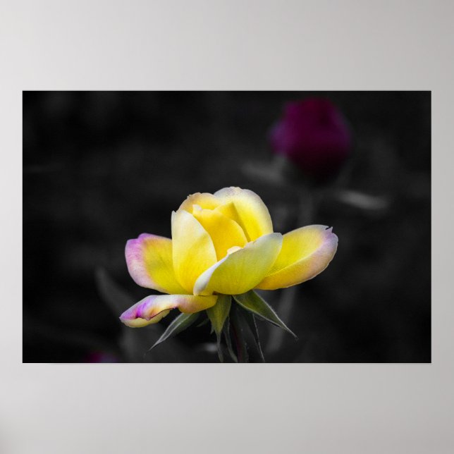 Poster Gelbe Rose Fotografie (Vorne)