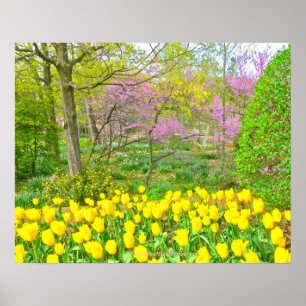 Poster, Gelbe Tulpen und Rotbuden Poster
