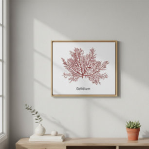 Poster Gelidium algue dessinée à la main