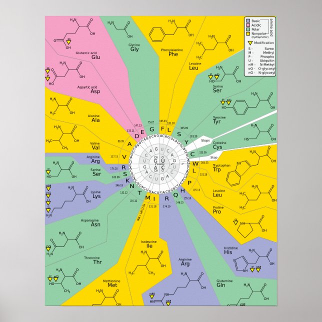 Poster GeneticCode acides aminés codons (Devant)