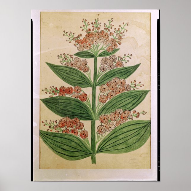 Poster Gentian avec fleurs imaginaires (Devant)