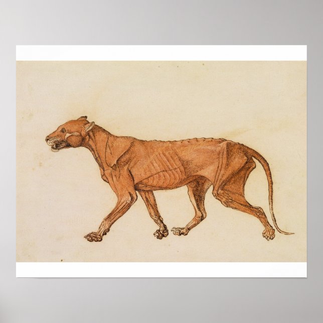 Poster George Stubbs | Tigre, Vue latérale, Peau retirée, (Devant)