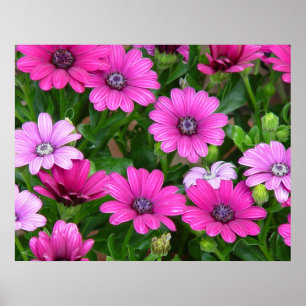Poster Géranium de Cranesbill (Fleurs roses) Imprimer / P