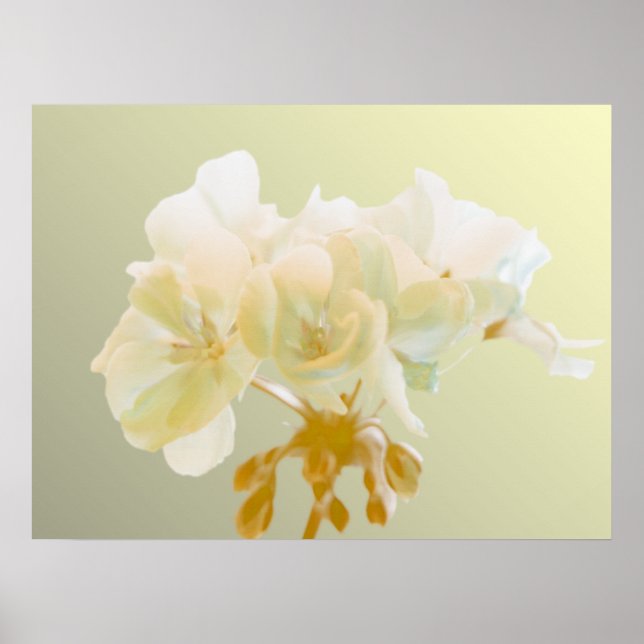 Poster Géranium jaune (Devant)