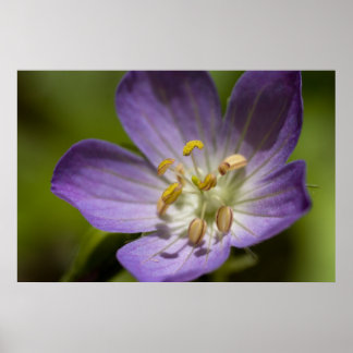 Poster Géranium sauvage