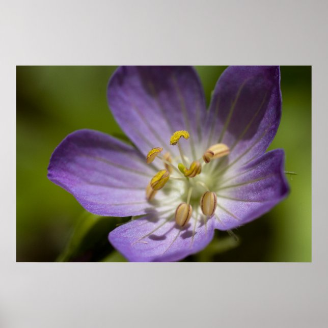 Poster Géranium sauvage (Devant)