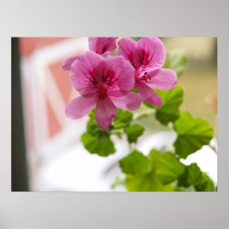 Poster Geraniums