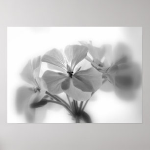 Poster Geraniums en noir et blanc