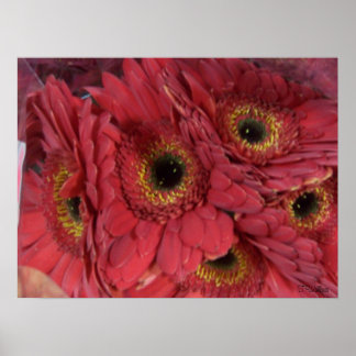 Poster Gerber Daisies