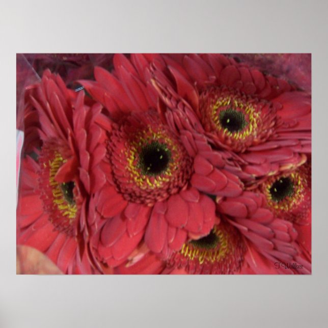 Poster Gerber Daisies (Devant)