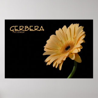 Poster Gerbera