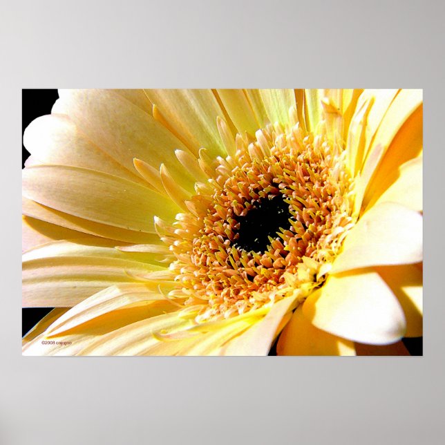 Poster Gerbera (Devant)