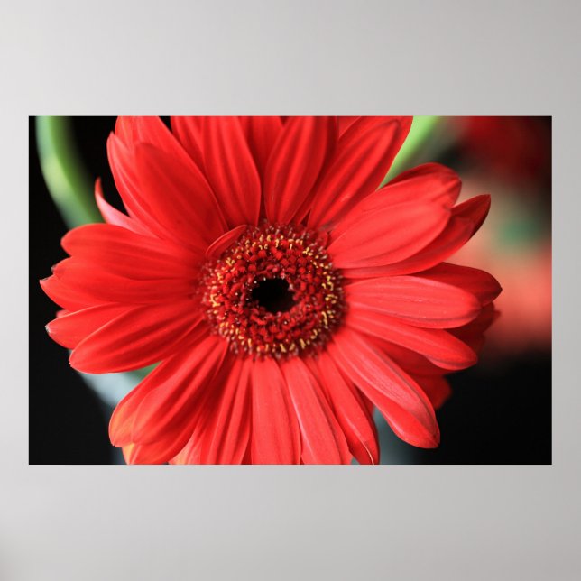 Poster Gerbera (Devant)
