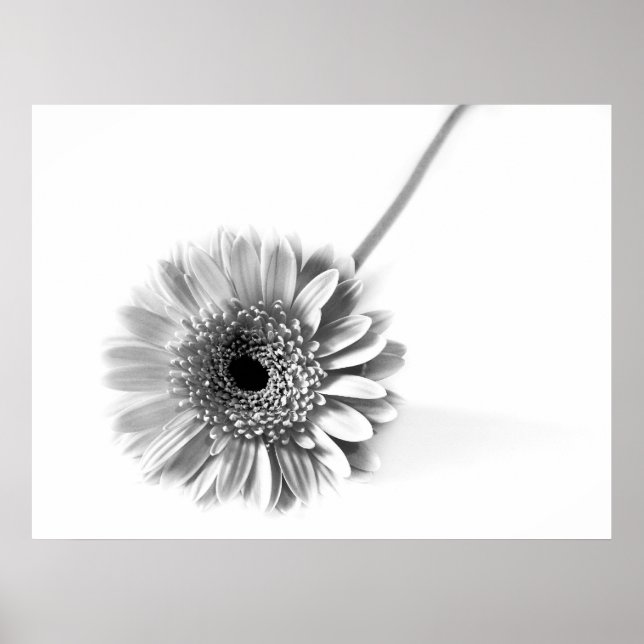 Poster Gerbera Daisy (Devant)