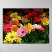 Gerbera Daisy