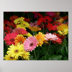 Poster Gerbera Daisy