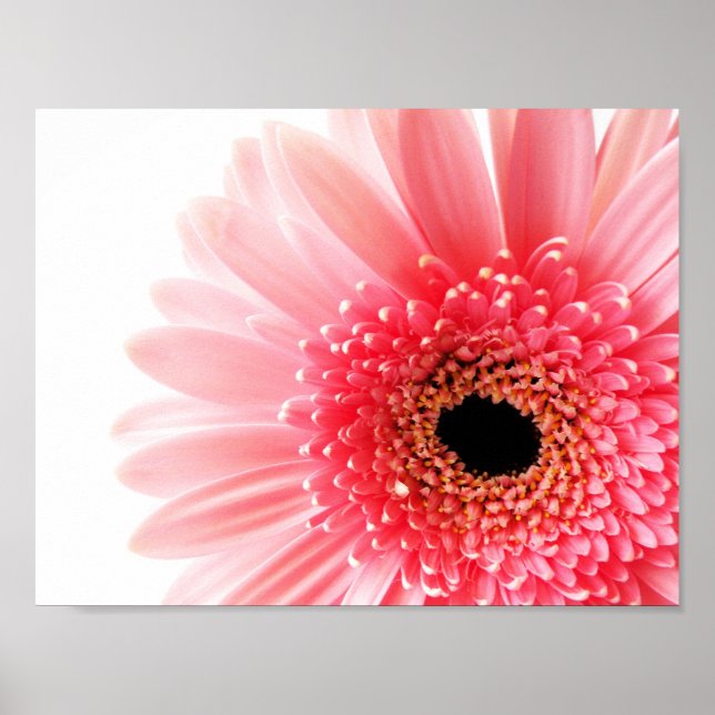 Poster Gerbera Daisy (Devant)