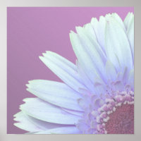Gerbera Daisy