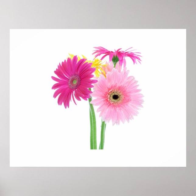 Poster Gerbera Daisy Flowers (Devant)