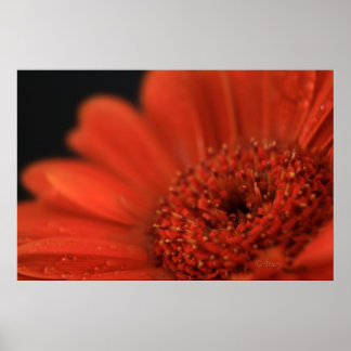 Poster Gerbera orange profonde
