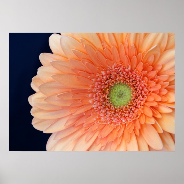 Poster Gerbera pêche (Devant)