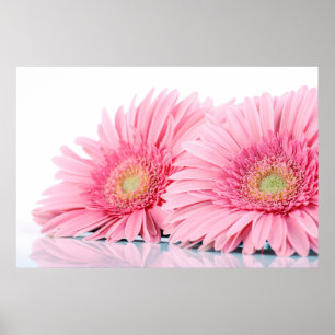 Poster Gerbera Rose Daisies Élégante Photographie