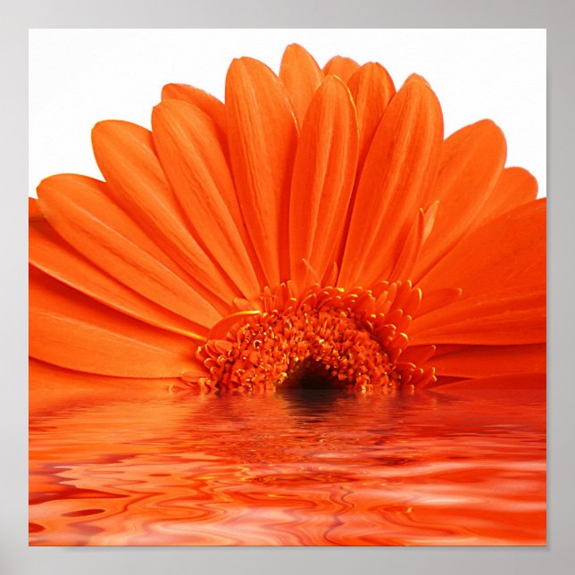 Poster gerbera rouge dans l'eau (Devant)