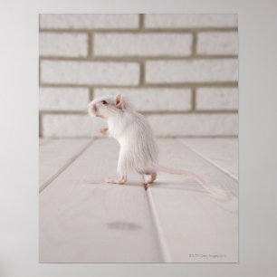 Poster Gerbil standing