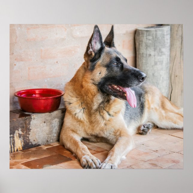 Poster German Shepherd Resting (Devant)