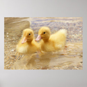 Poster Getty Images Fuzzy Yellow Ducklings