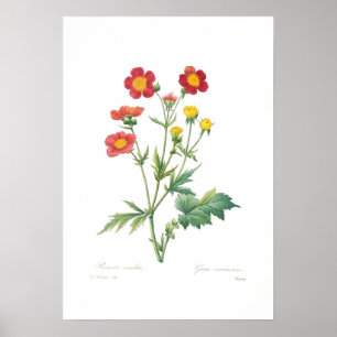 Poster Geum coccineum