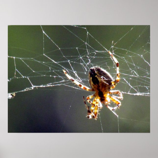 Poster - Gezänktes Web (Vorne)
